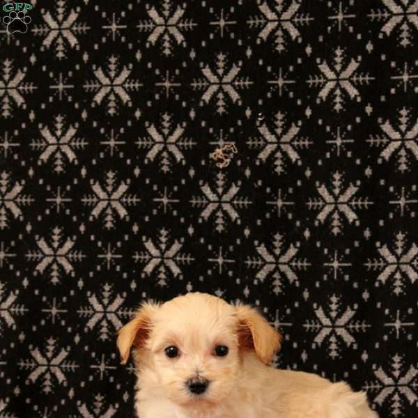 Joy, Maltipoo Puppy